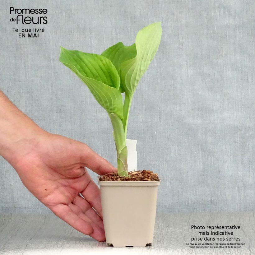 Example of Hosta Jurassic Park Vasetto da 8/9 cm as you get in printemps