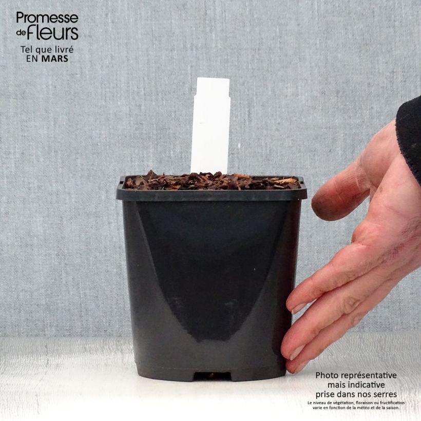 Example of Hosta Jurassic Park Vaso da 1,5L/2L as you get in printemps