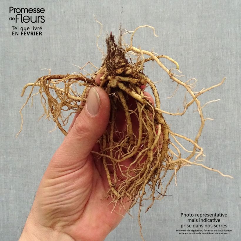 Example of Hosta Jurassic Park Piante piccole a radice nuda as you get in hiver