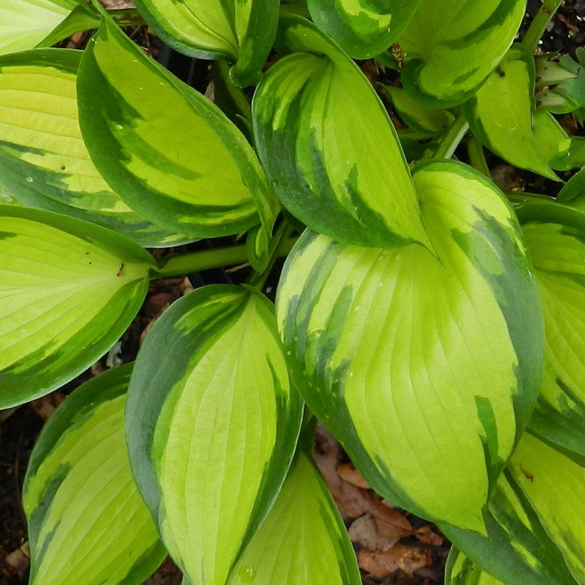 Hosta Justine (Fogliame)