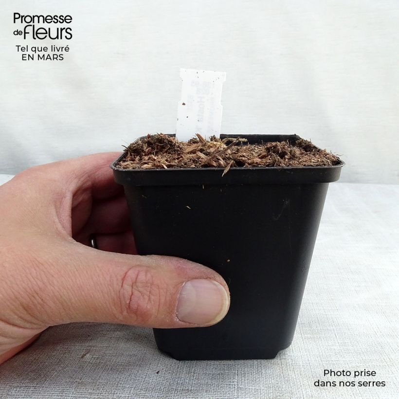 Example of Hosta Krossa Regal Vasetto da 8/9 cm as you get in printemps