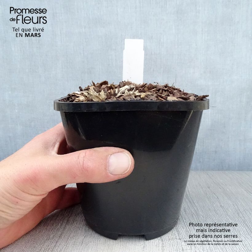 Hosta Lakeside Maverick Vaso da 1,5L/2L esemplare consegnato in primavera