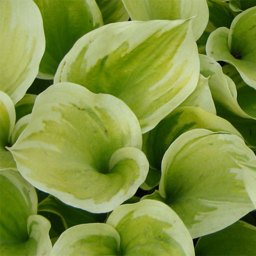 Hosta Liberty (Fogliame)