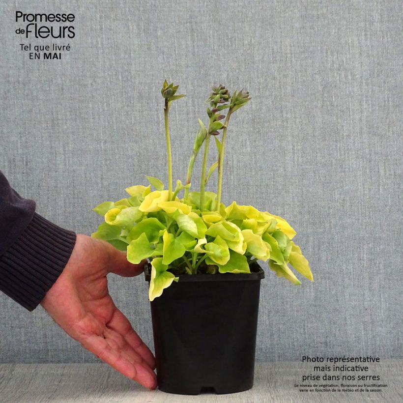 Hosta Limey Lisa Vaso da 1,5L/2L esemplare consegnato in primavera