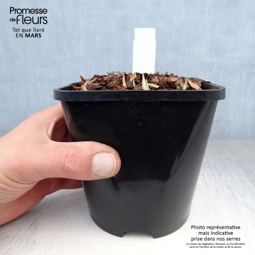 Hosta Little Devil Vaso da 1,5L/2L esemplare consegnato in primavera