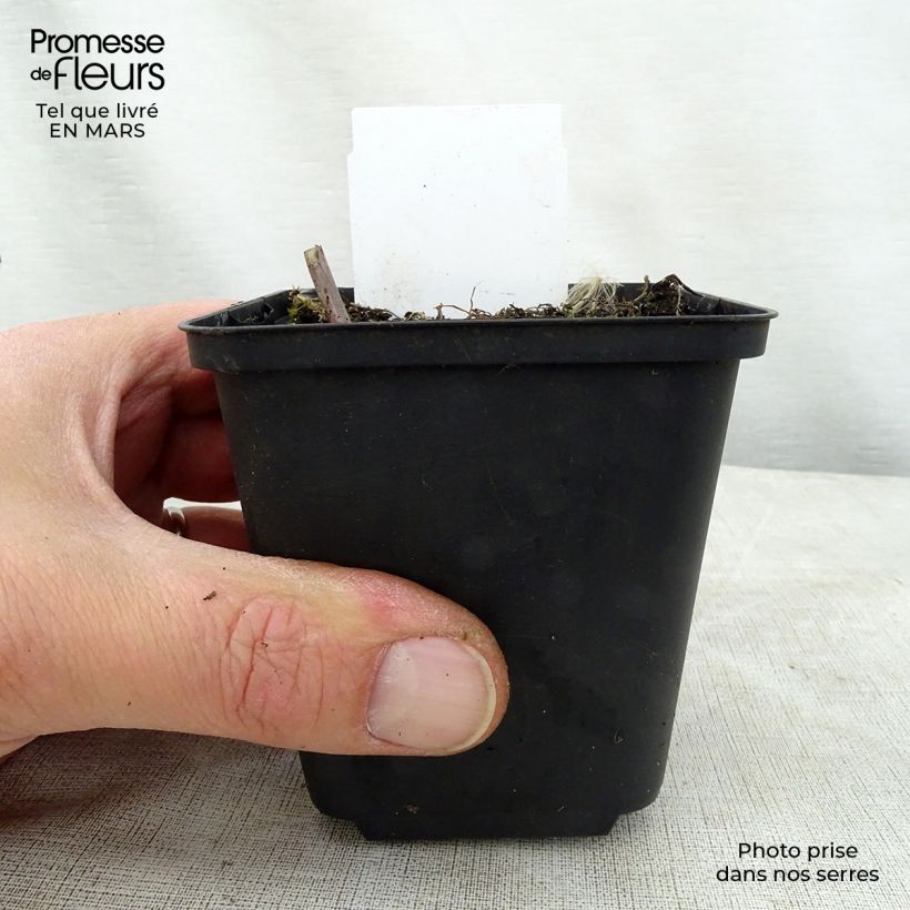 Hosta Love Pat Vasetto da 8/9 cm esemplare consegnato in primavera