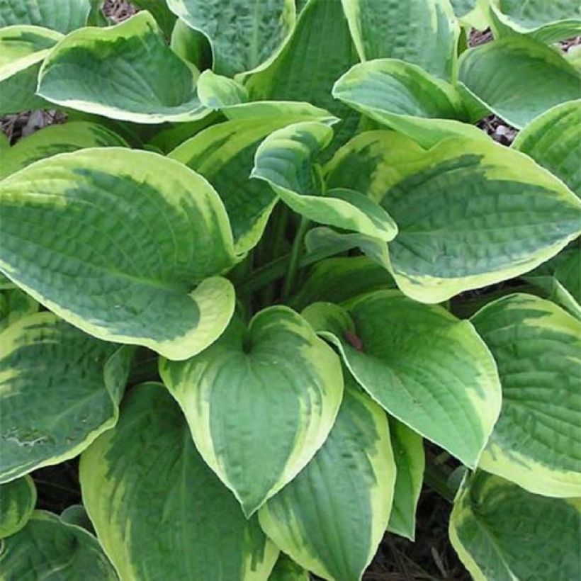 Hosta Mama Mia (Fogliame)