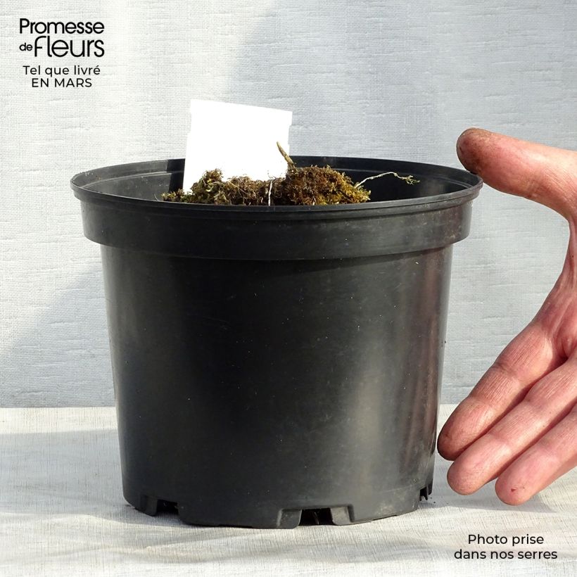 Hosta Mama Mia Vaso da 2L/3L esemplare consegnato in inverno