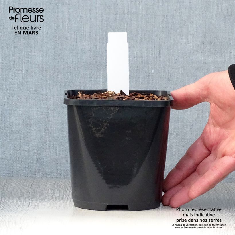 Hosta Mighty Mouse Vaso da 1,5L/2L esemplare consegnato in primavera