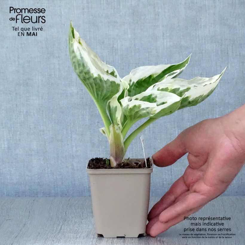 Example of Hosta Minuteman Vasetto da 8/9 cm as you get in printemps