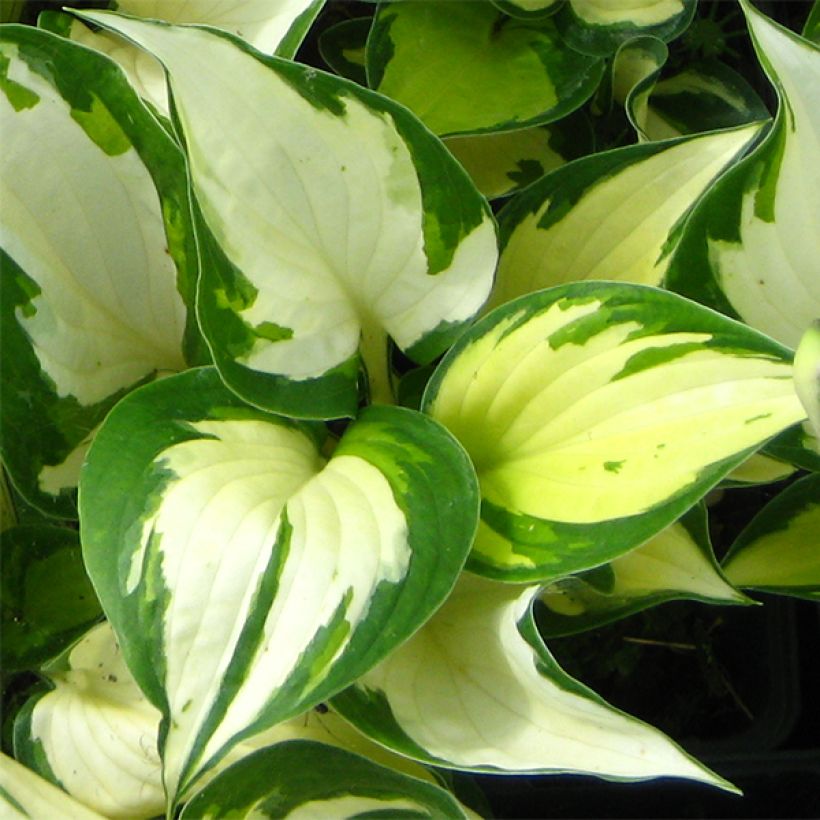 Hosta Morning Light (Foliage)