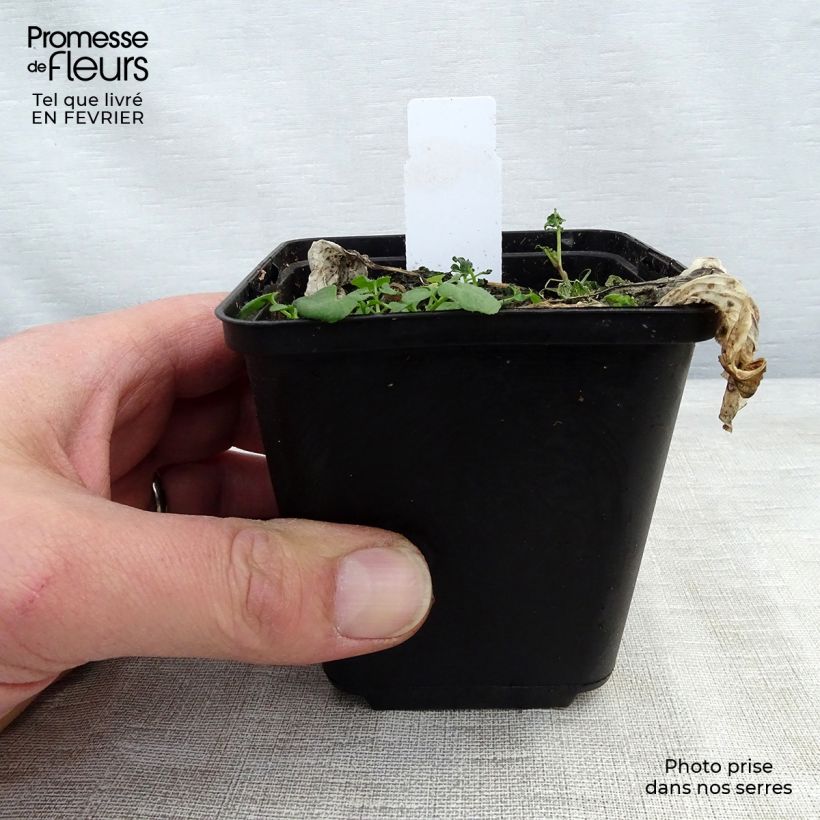 Example of Hosta Morning Light Vasetto da 8/9 cm as you get in hiver