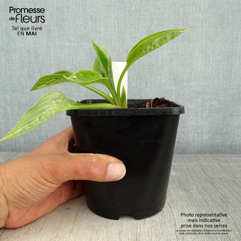 Hosta Moulin Rouge Vaso da 1,5L/2L esemplare consegnato in primavera