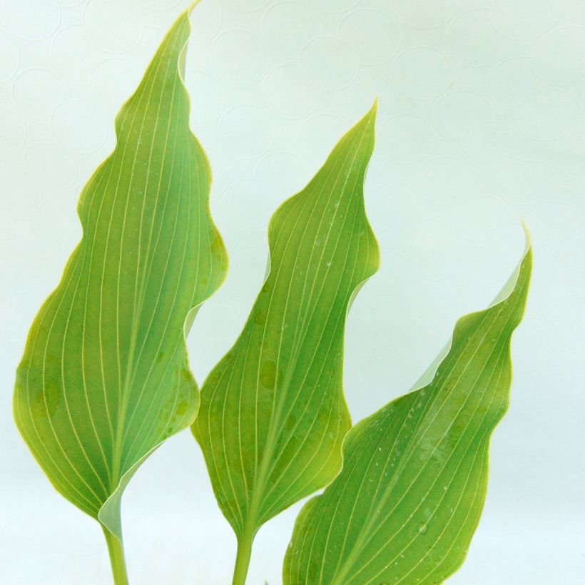 Hosta Neptune (Fogliame)