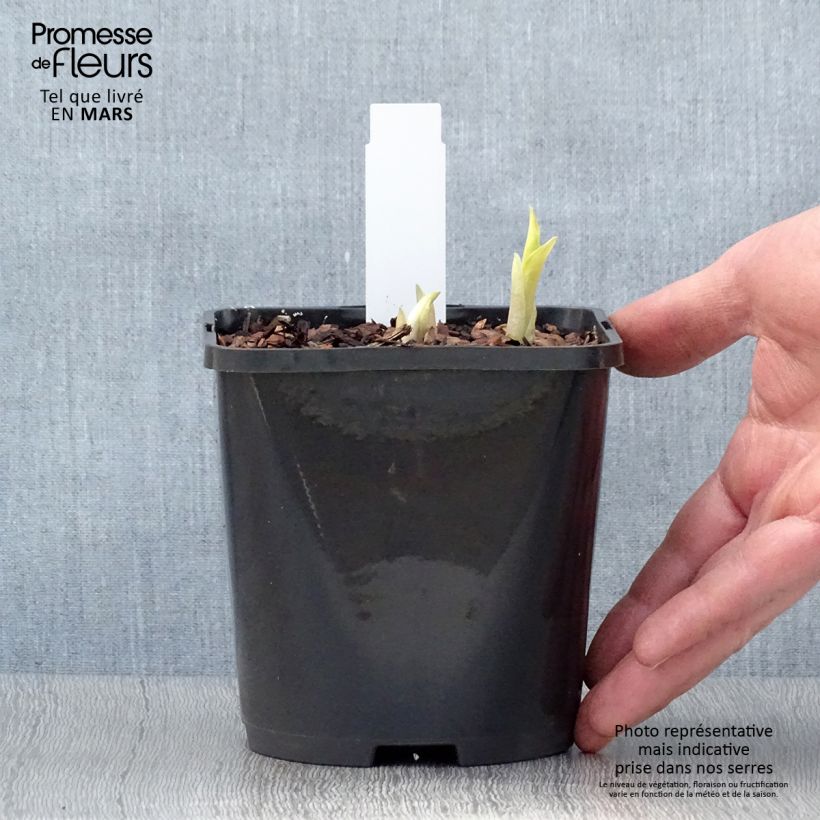 Hosta Orange Marmelade Vaso da 1,5L/2L esemplare consegnato in primavera