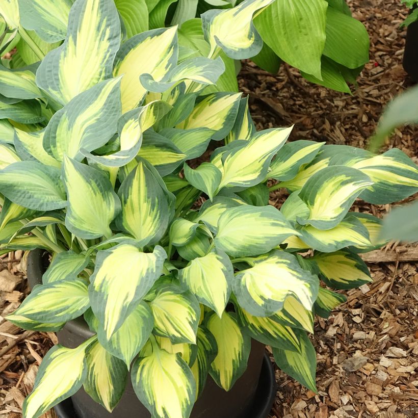 Hosta Orange Marmelade (Porto)