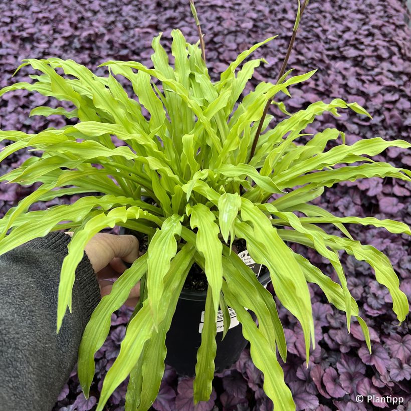 Hosta Party Streamers (Fogliame)