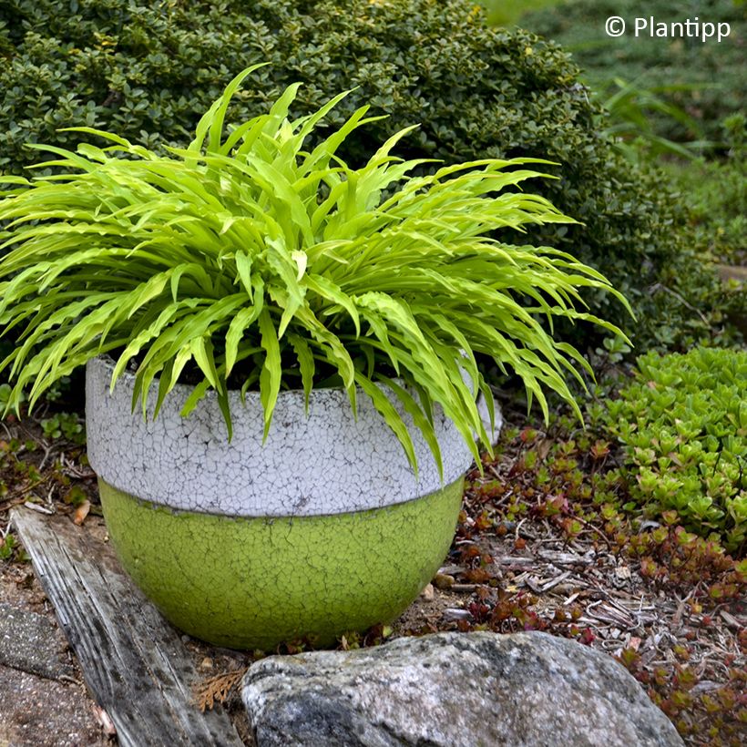 Hosta Party Streamers (Porto)