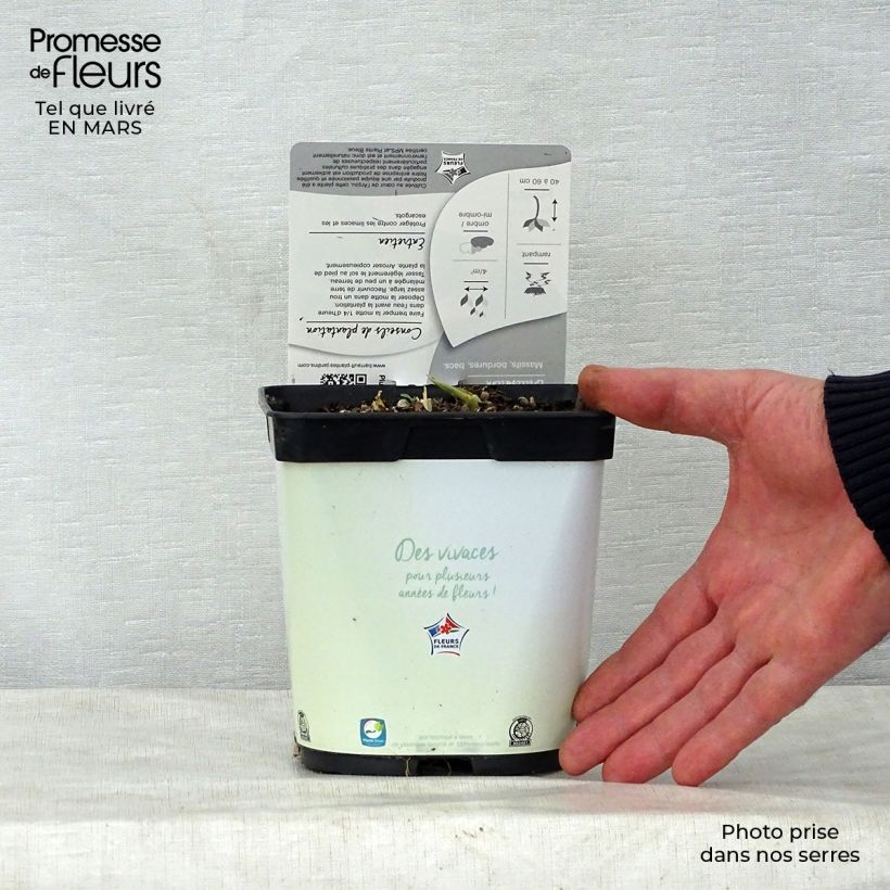 Example of Hosta Paul's Glory Vaso da 2L/3L as you get in printemps