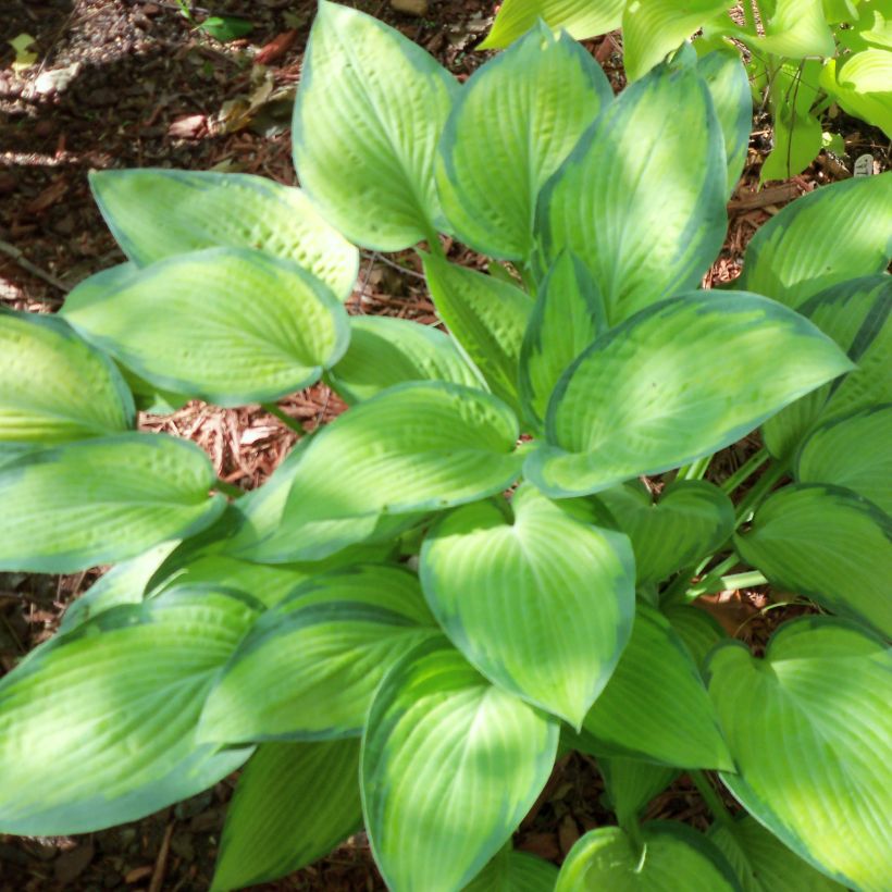 Hosta Paul's Glory (Plant habit)