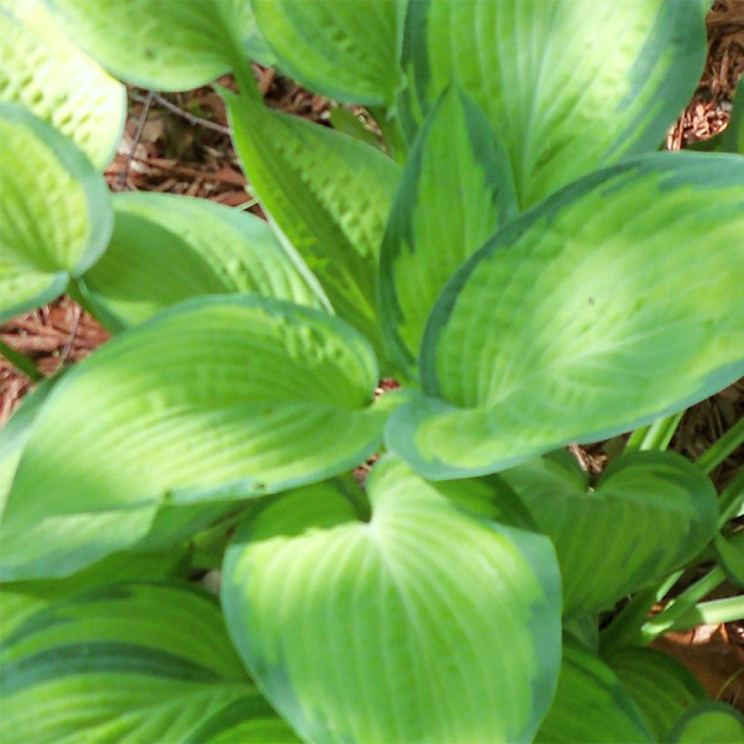 Hosta Paul's Glory (Foliage)
