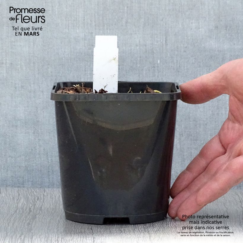 Hosta Pin Up Vaso da 1,5L/2L esemplare consegnato in primavera