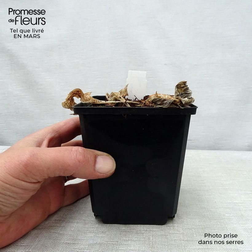 Example of Hosta Pizzazz Vasetto da 8/9 cm as you get in printemps