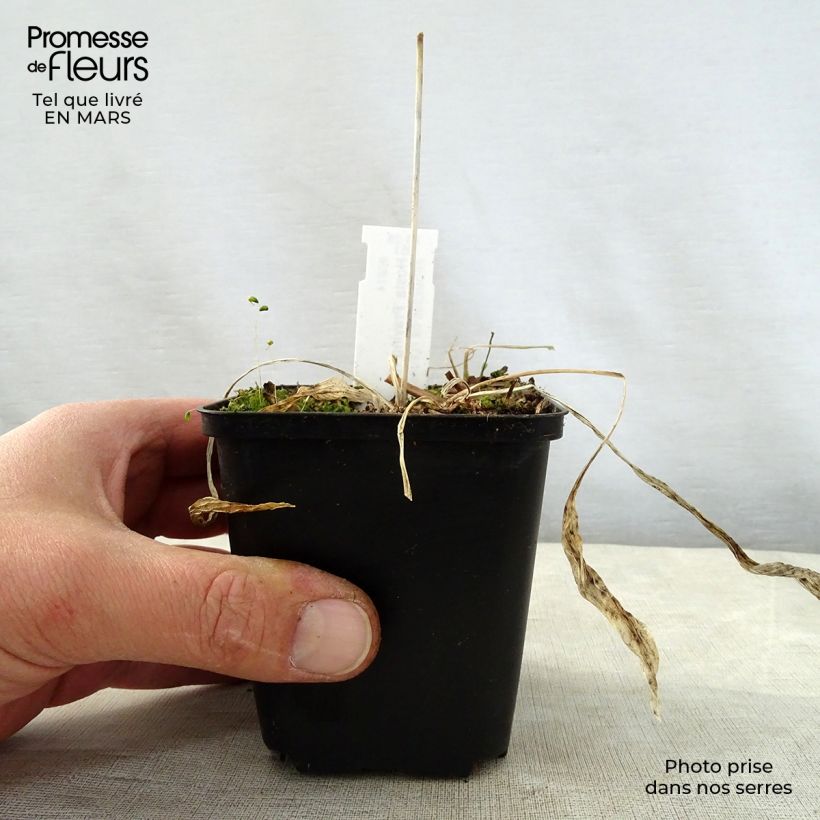 Hosta Praying Hands Vasetto da 8/9 cm esemplare consegnato in primavera