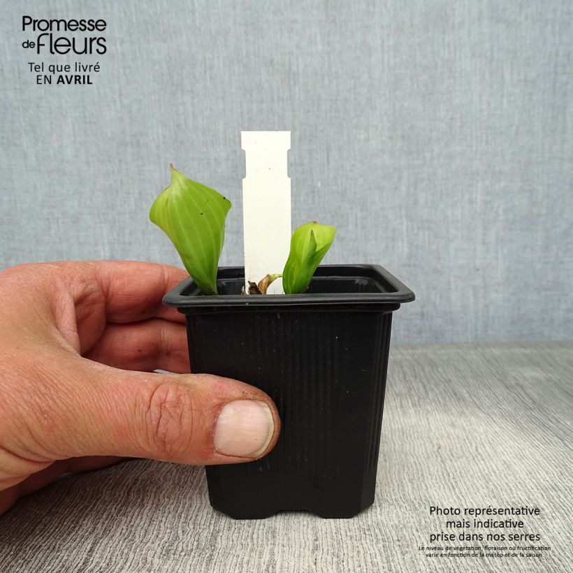 Hosta Purple Heart Vasetto da 8/9 cm esemplare consegnato in primavera
