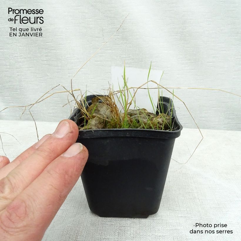 Hosta Rainbows End Vasetto da 8/9 cm esemplare consegnato in inverno