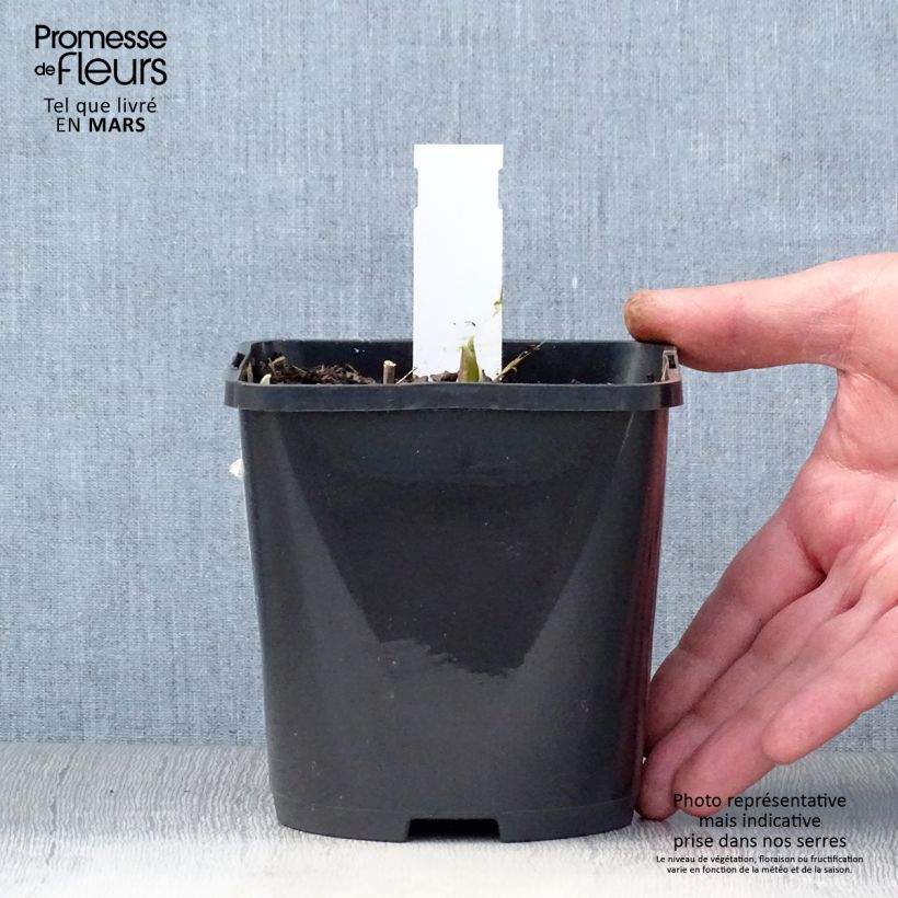 Hosta Rainbows End Vaso da 1,5L/2L esemplare consegnato in primavera