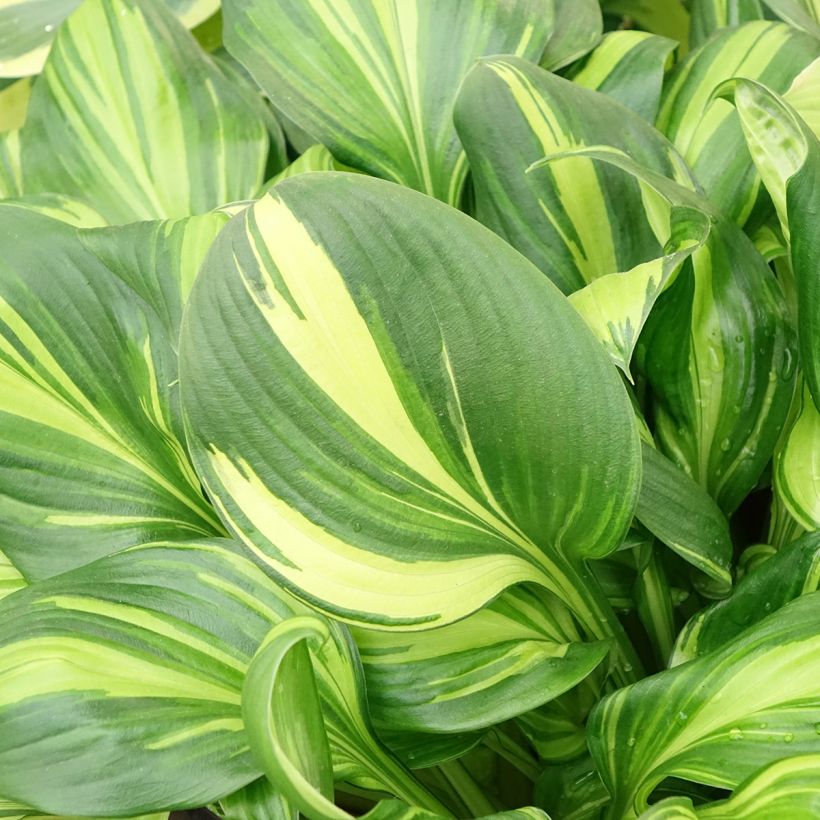 Hosta Rainbows End (Fogliame)