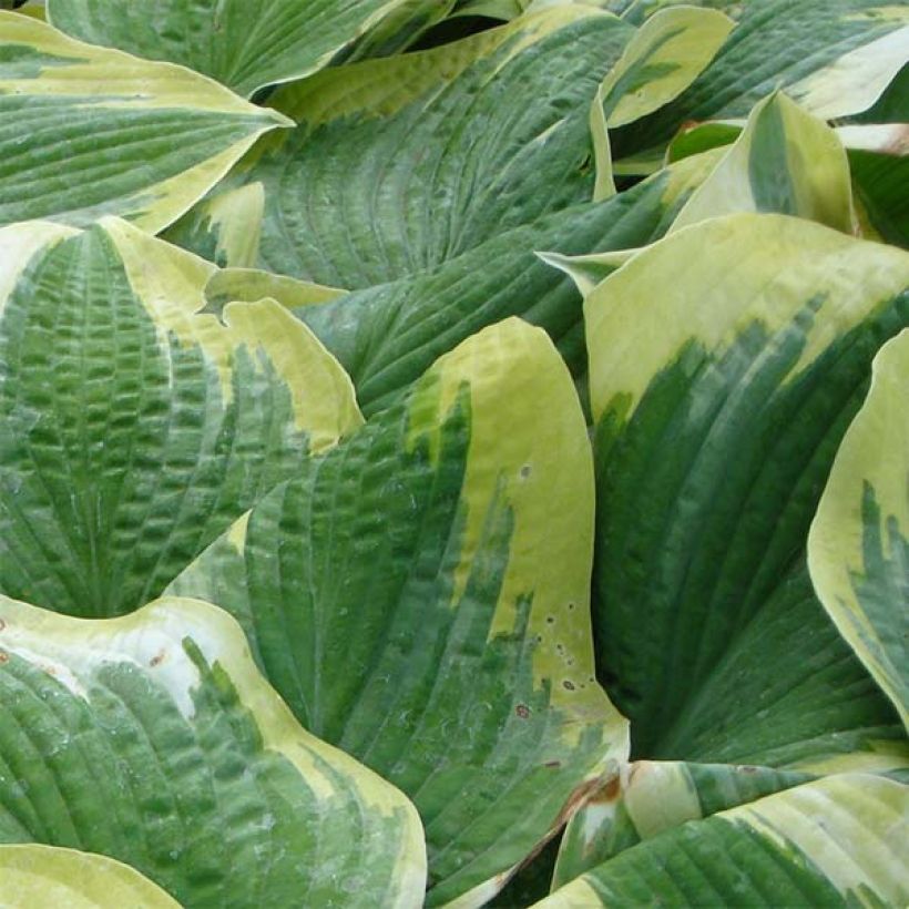 Hosta Robert Frost (Fogliame)