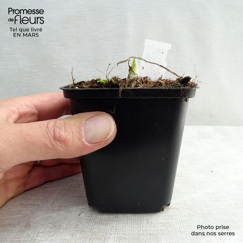 Hosta Royal Standard Vasetto da 8/9 cm esemplare consegnato in primavera