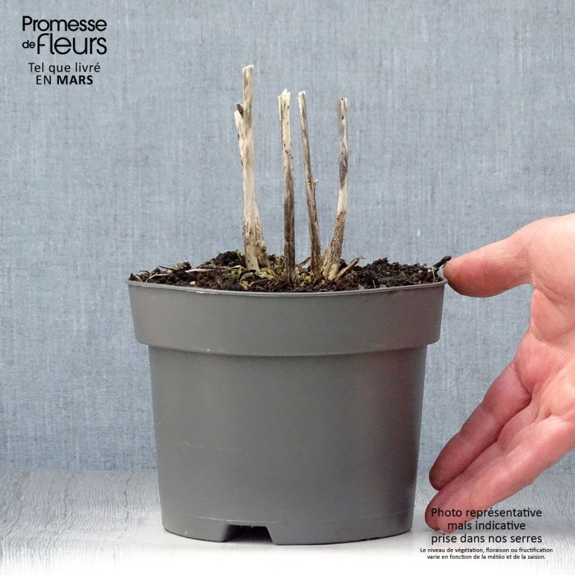 Hosta Royal Standard Vaso da 2L/3L esemplare consegnato in primavera