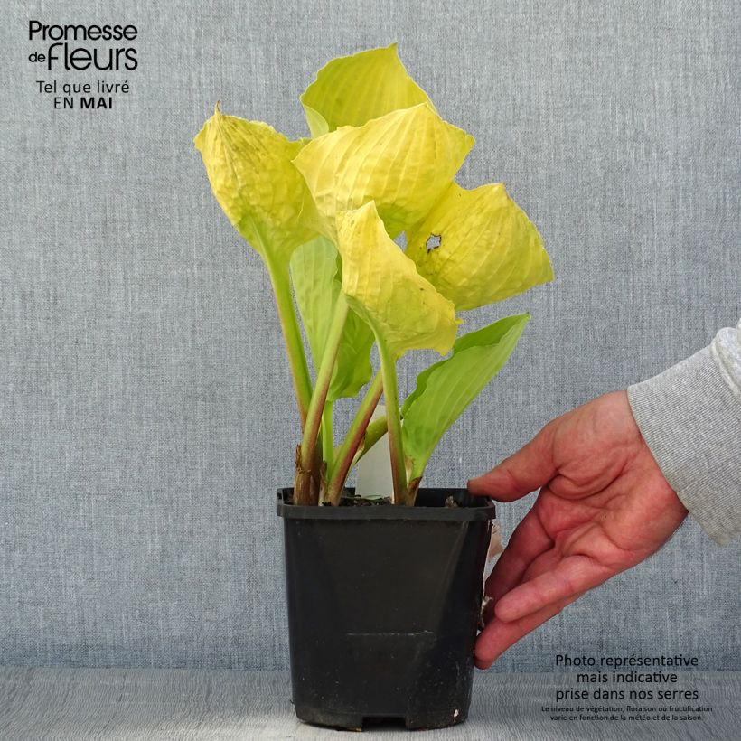 Hosta Ruffed Up Vaso da 1,5L/2L esemplare consegnato in primavera