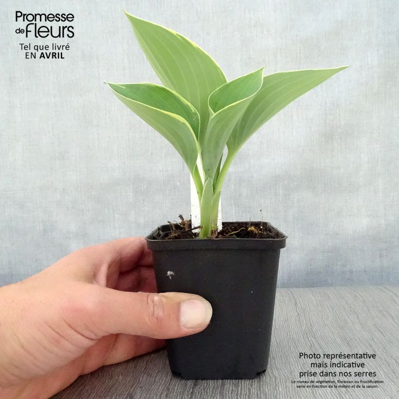 Example of Hosta fluctuans Sagae Vasetto da 8/9 cm as you get in printemps