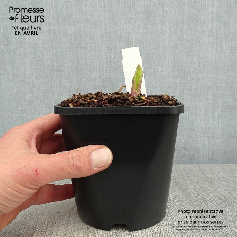 Hosta Saint Elmo's Fire Vaso da 1,5L/2L esemplare consegnato in primavera