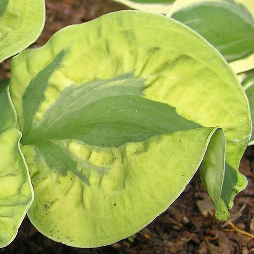 Hosta School Mouse (Fogliame)