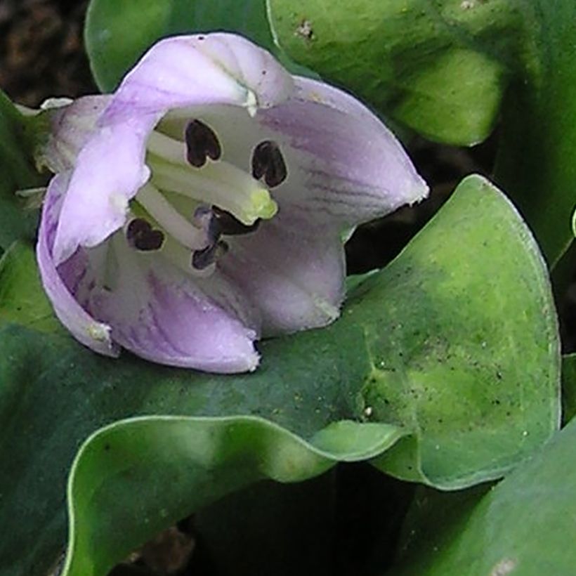 Hosta School Mouse (Fioritura)