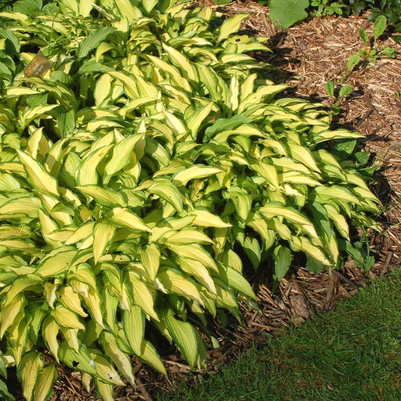 Hosta Sea Sprite (Porto)