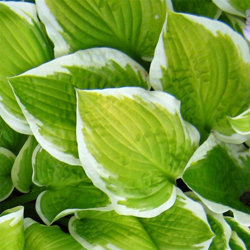 Hosta Shade Fanfare (Fogliame)
