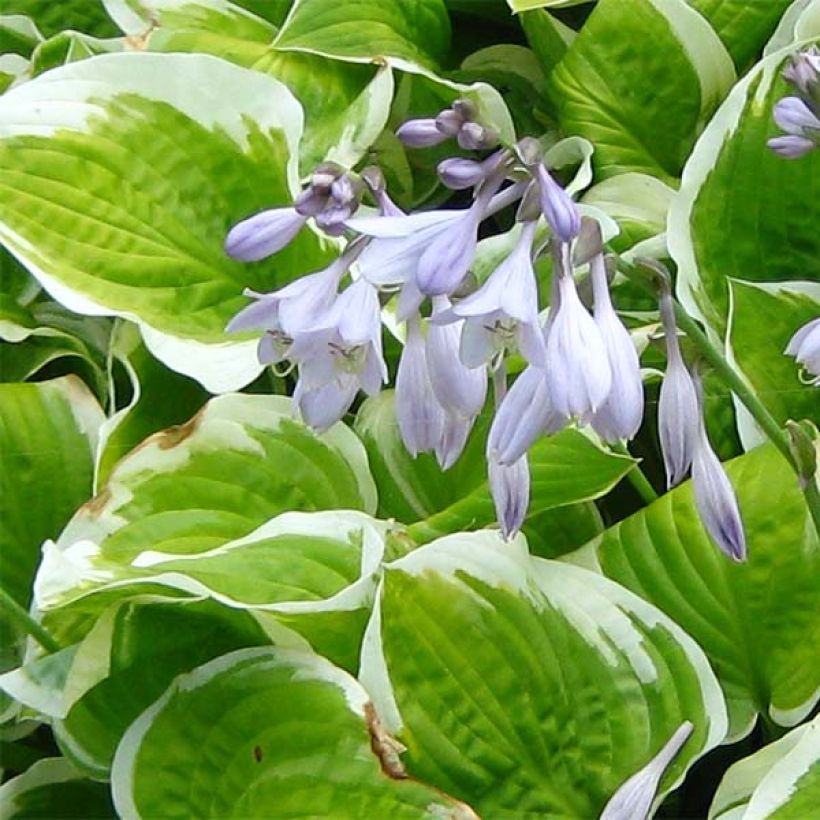 Hosta Shade Fanfare (Fioritura)