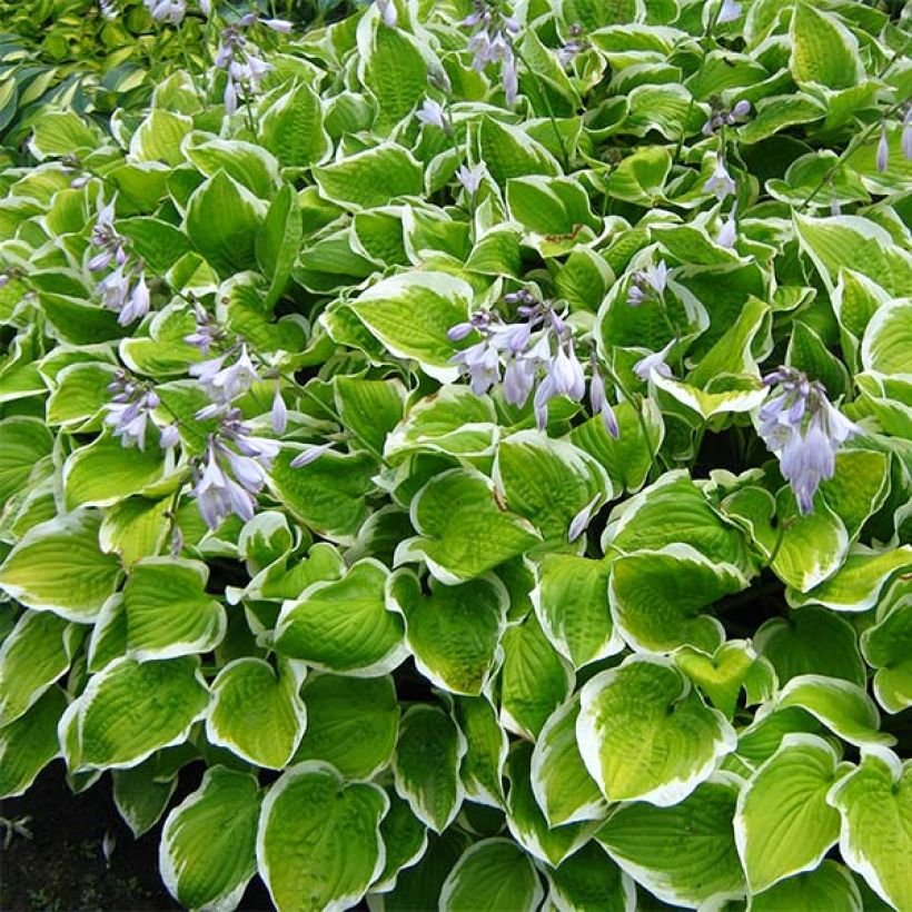 Hosta Shade Fanfare (Porto)