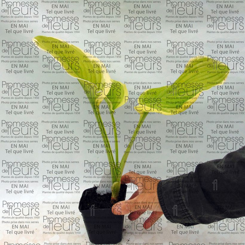 Esempio di esemplare Hosta Shade Fanfare Vasetto da 8/9 cm come consegnato