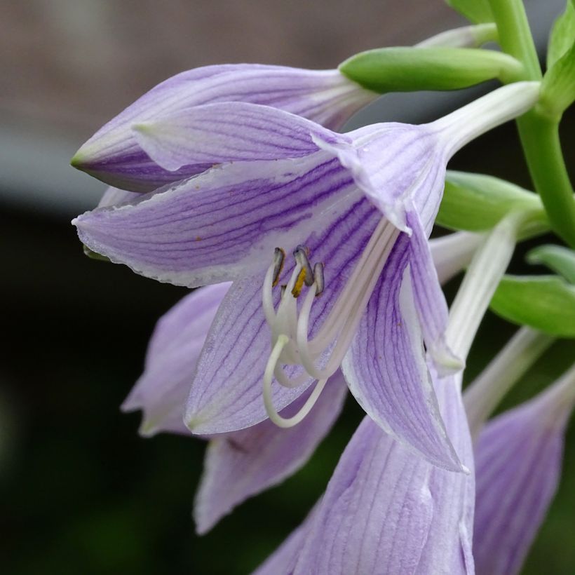 Hosta Siberian Tiger (Fioritura)