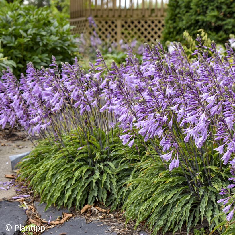 Hosta Silly String (Flowering)