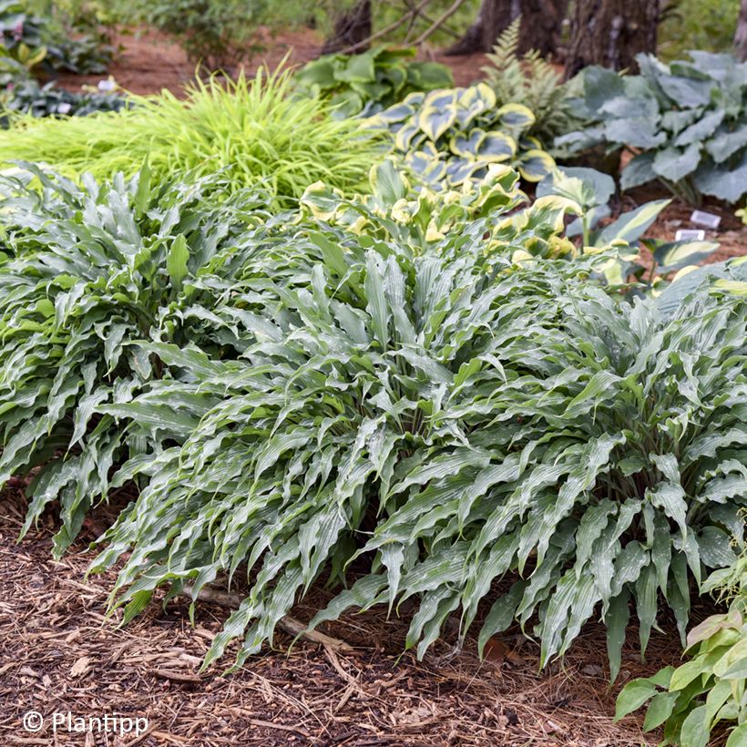 Hosta Silly String (Plant habit)
