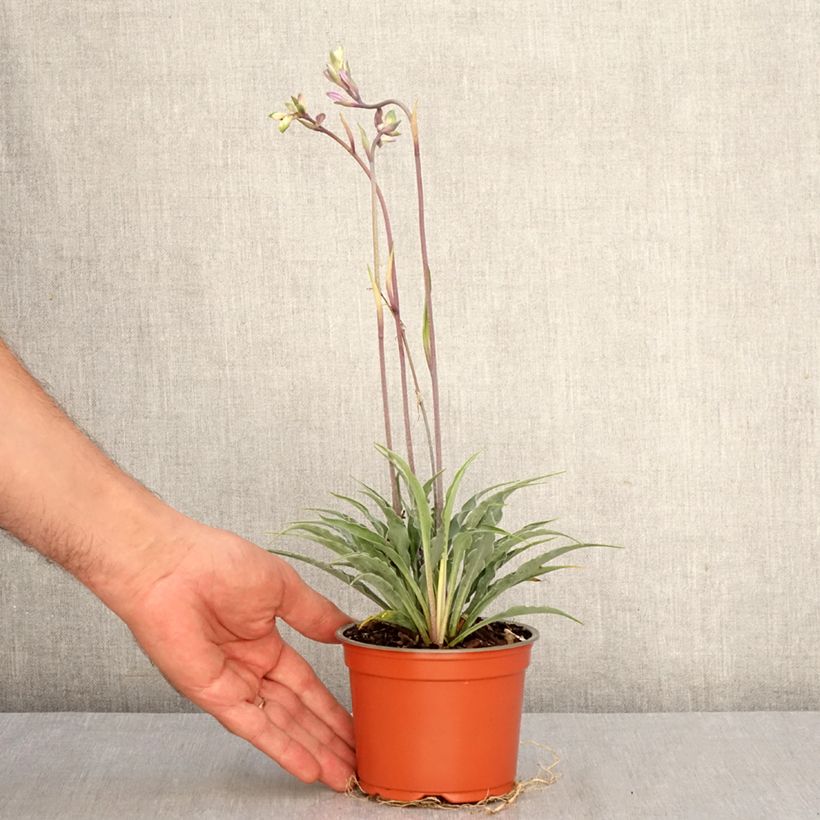 Esemplare di Hosta Silly String Pot de 12 cm / 13 cm come consegnato in autunno