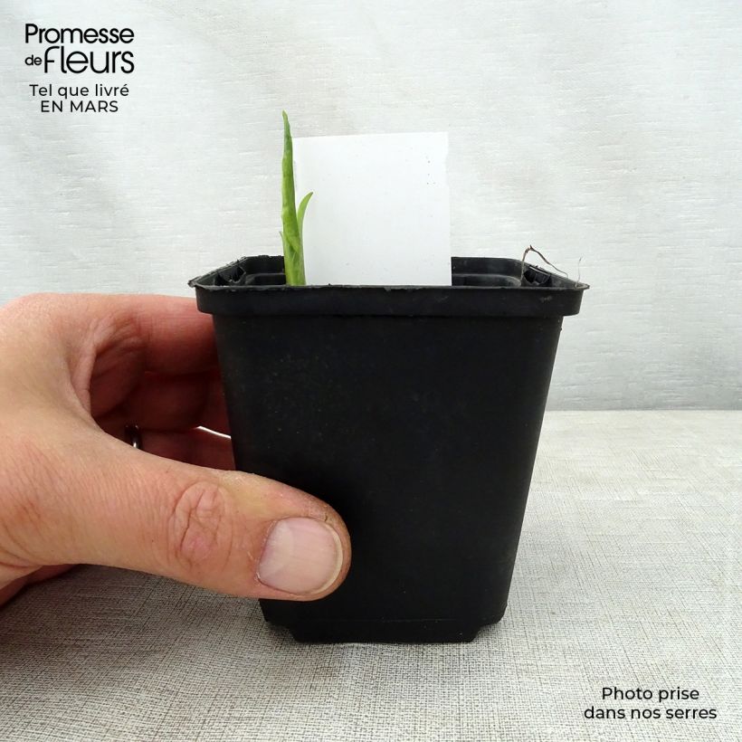 Hosta So Sweet Vasetto da 8/9 cm esemplare consegnato in primavera